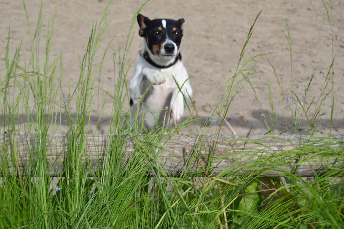 Dansk svensk gaardhund Bodil Kær billede 7