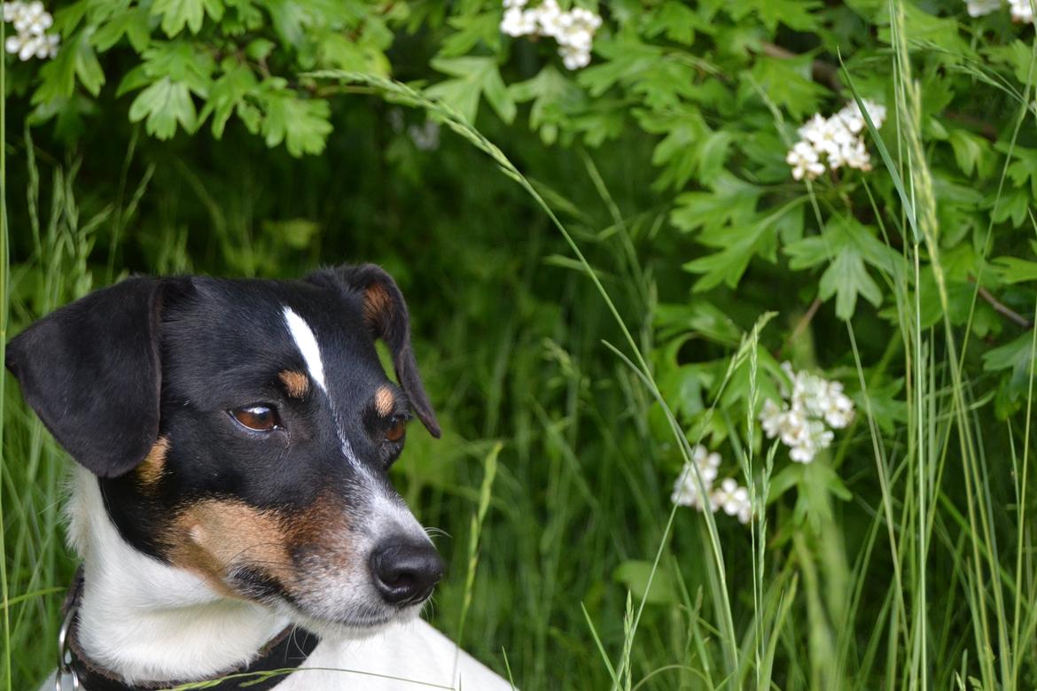 Dansk svensk gaardhund Bodil Kær billede 8