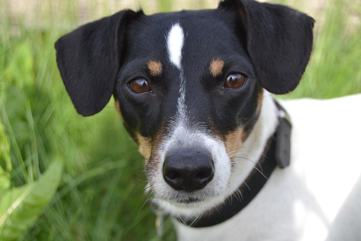 Dansk svensk gaardhund Bodil Kær billede 9