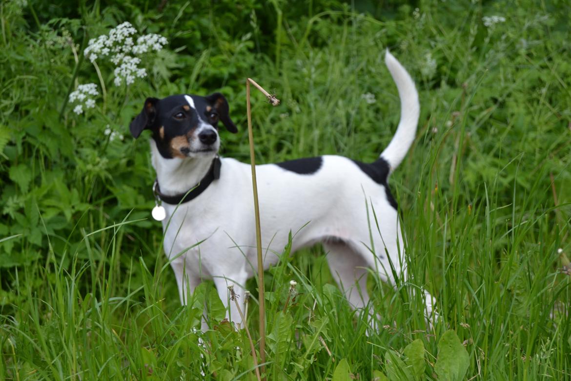 Dansk svensk gaardhund Bodil Kær billede 10