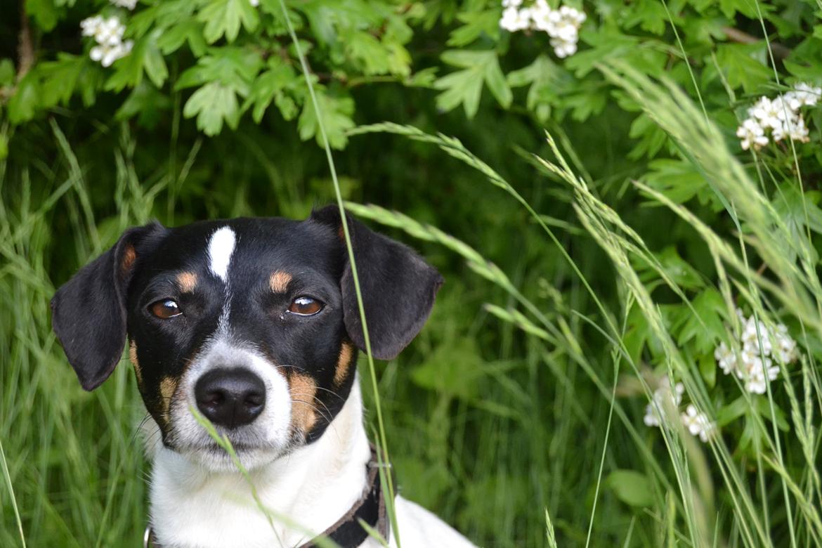 Dansk svensk gaardhund Bodil Kær billede 4