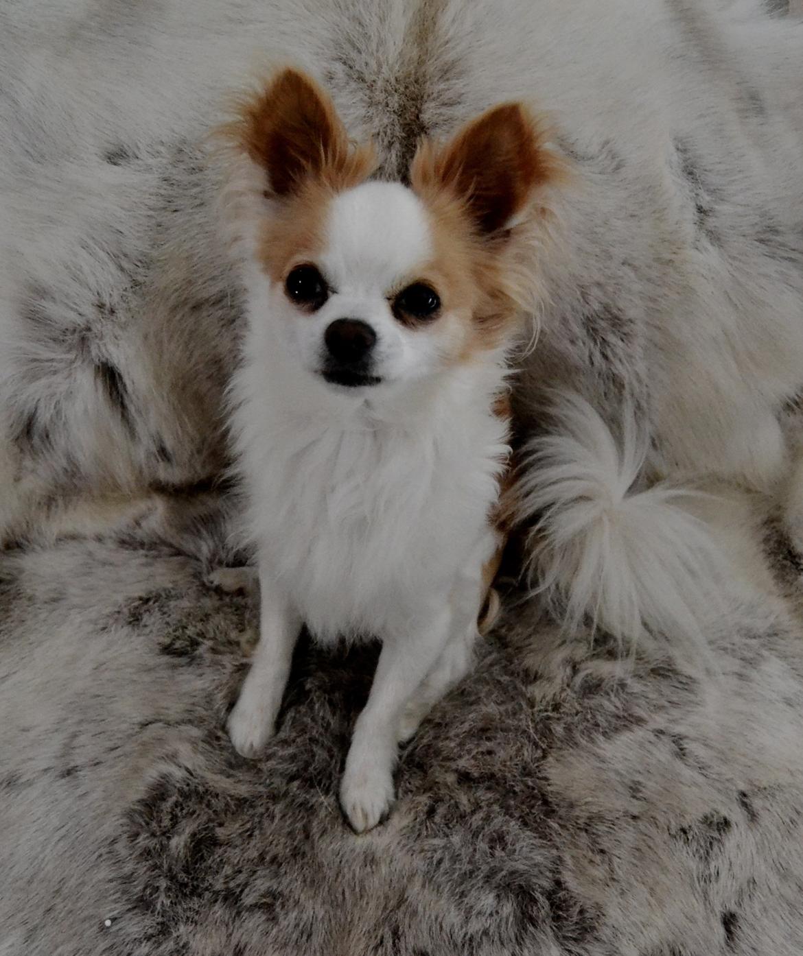 Chihuahua Viktor billede 13