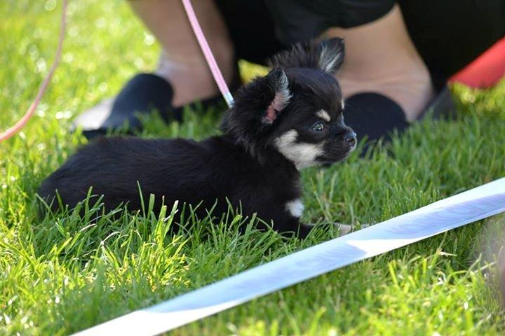 Chihuahua Maggie - 1/6 2013  billede 5