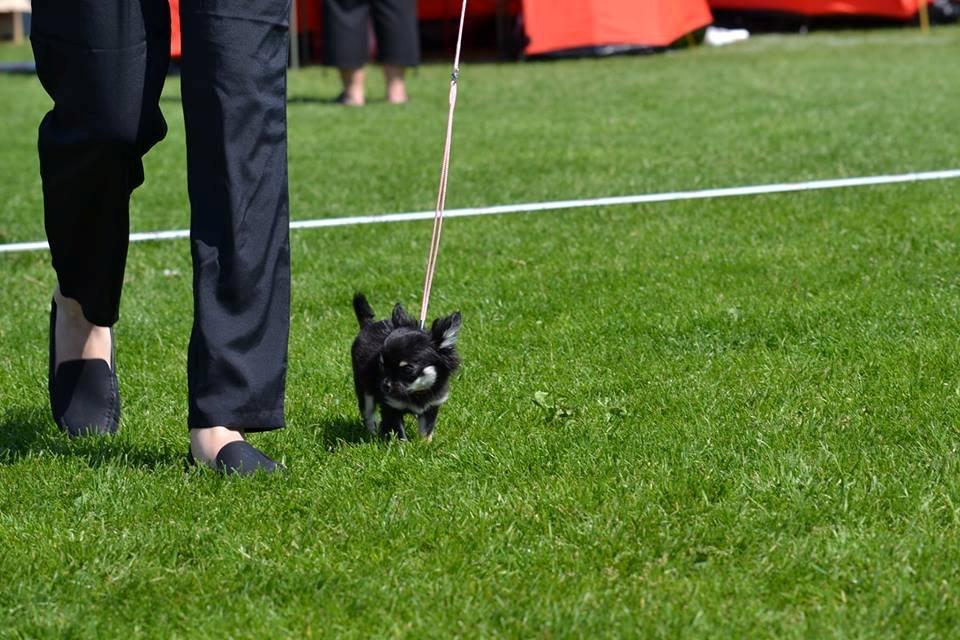 Chihuahua Maggie - Udstilling 1/6 2013  billede 6