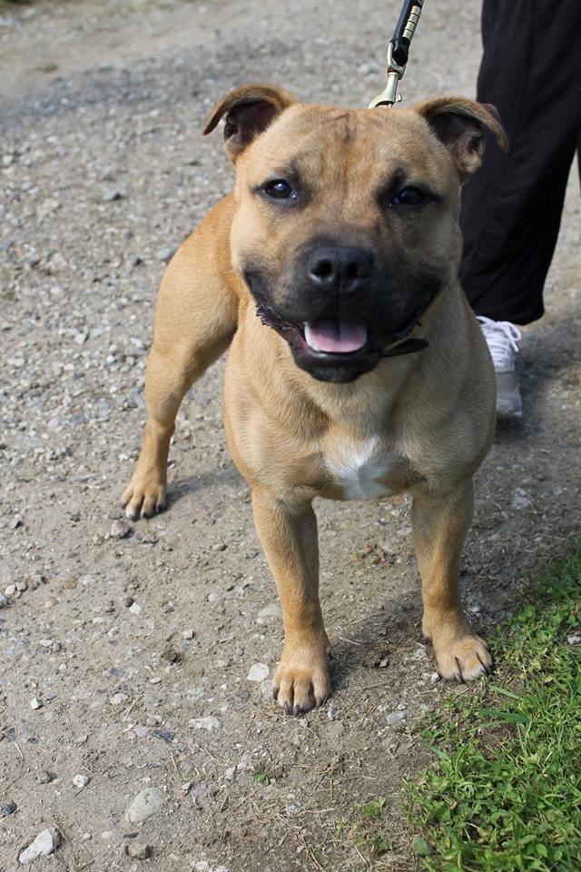 Staffordshire bull terrier KBHV2015 Wenk Staff' s King In A Corner aka Elo - 8 mdr.
 billede 27