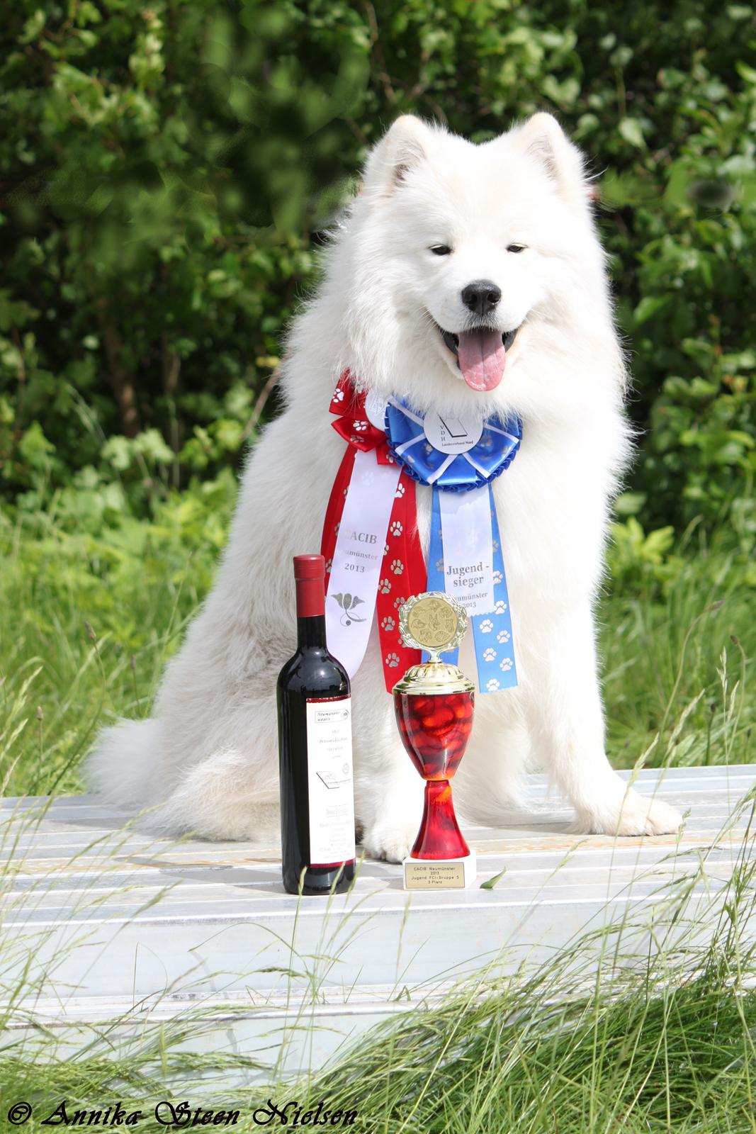 Samojedhund DEVDHJUCH White Snow Star's Armani - SHOW IN NEUMÜNSTER 2013....
 KenZo: Excellent, 1 WINDER, BOB JUNIOR, VDH CAC, CAC & BIG 3 JUNIOR & NEW GERMANY JUNIOR CHAMPION!!!!!!! billede 1