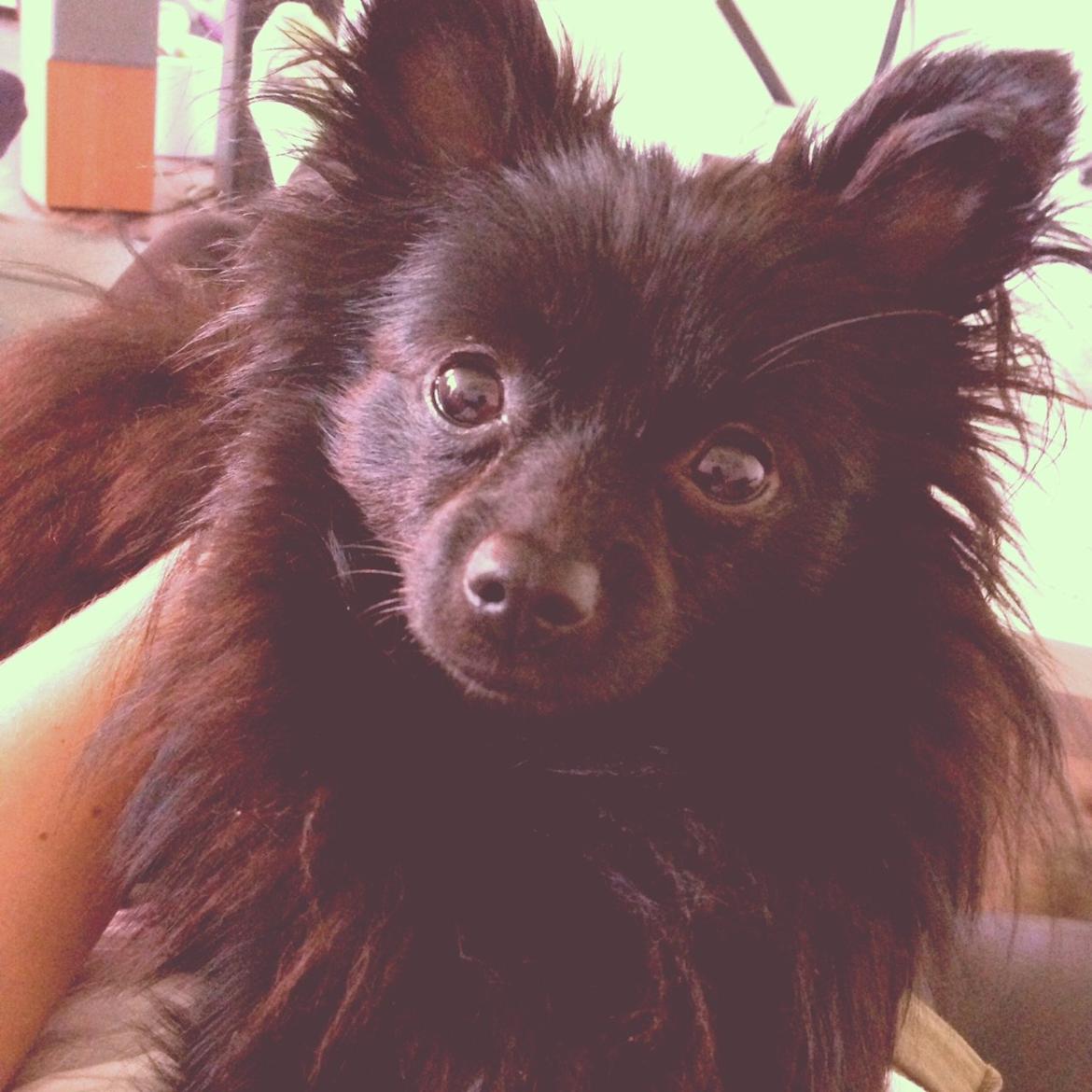 Pomeranian Louis billede 21