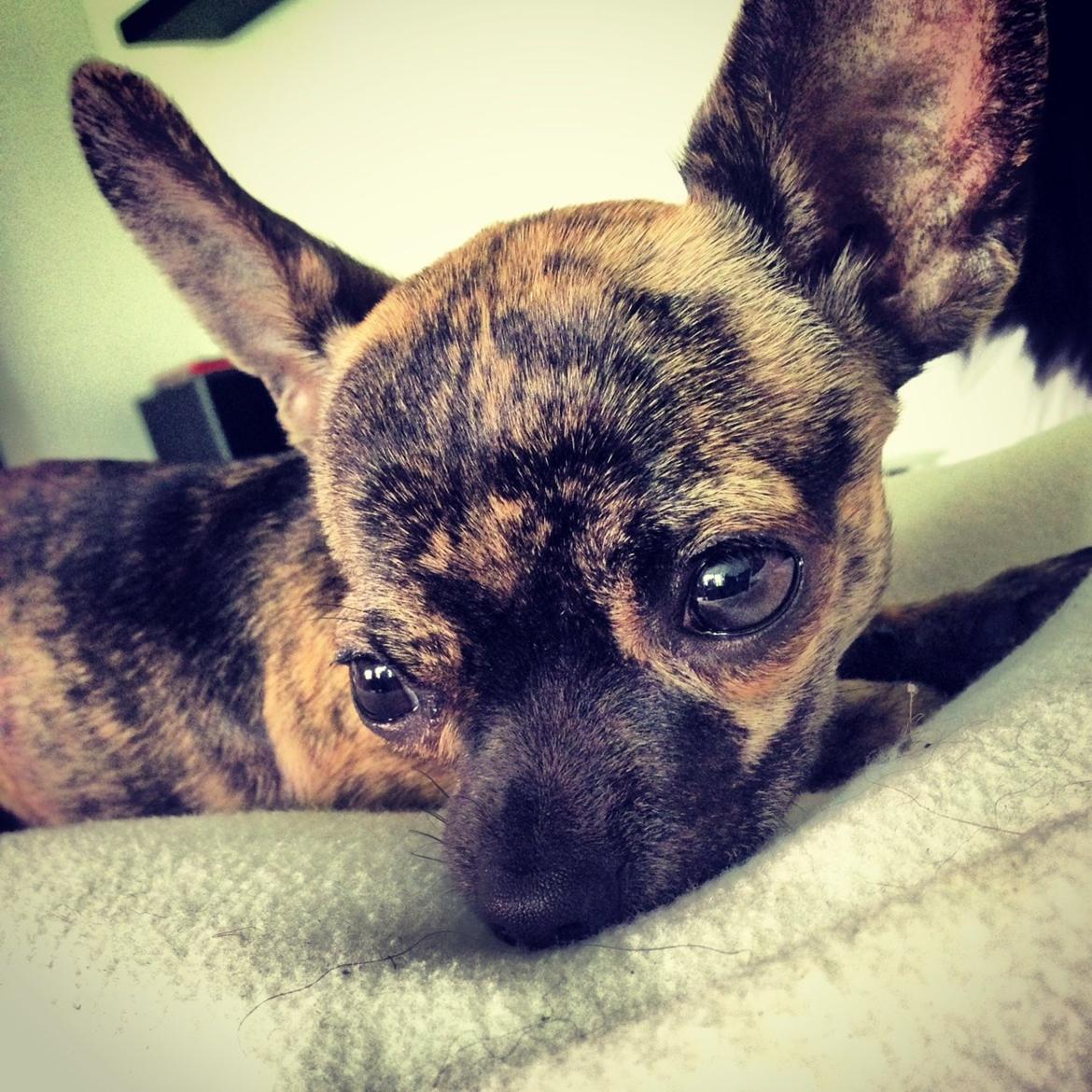 Chihuahua Kenai billede 5