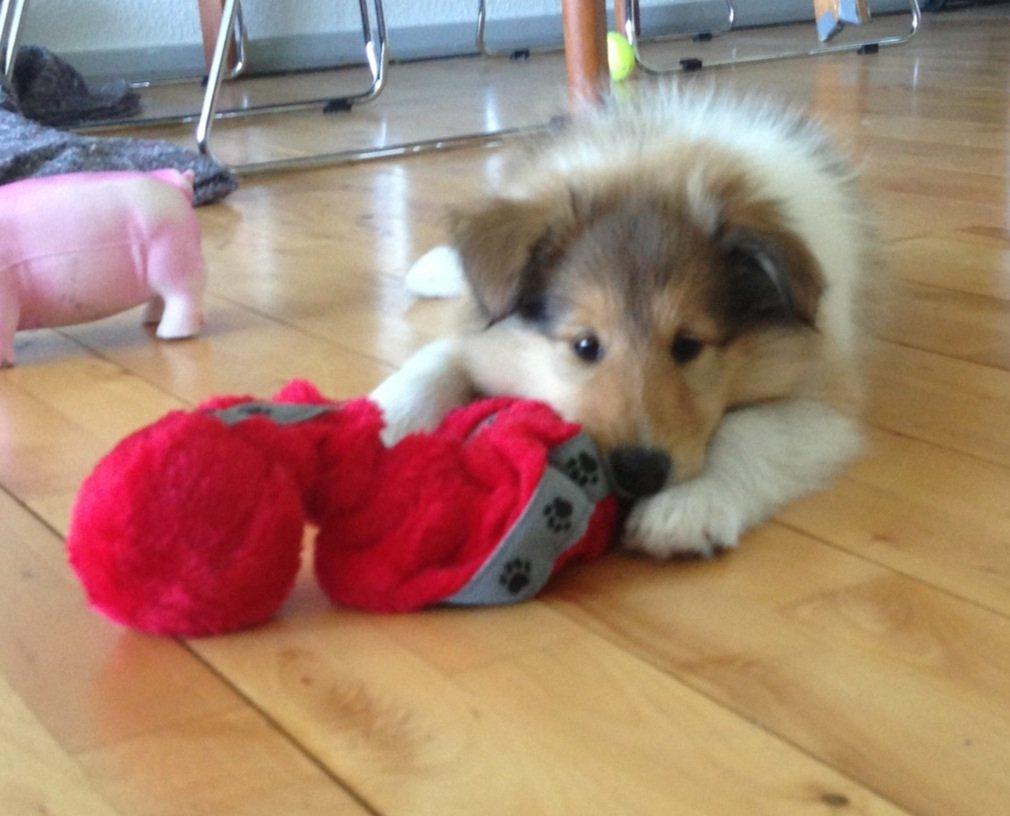 Collie langhåret Kahla billede 1