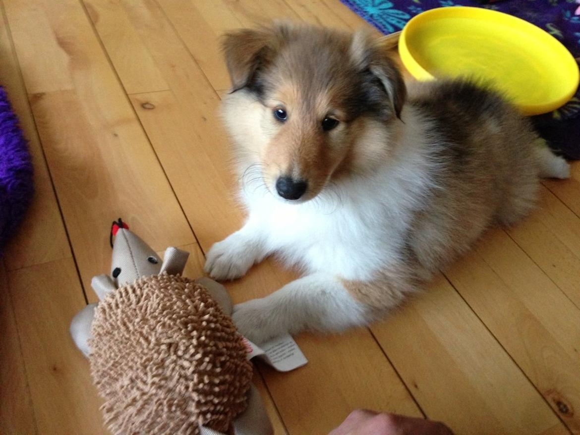 Collie langhåret Kahla billede 2