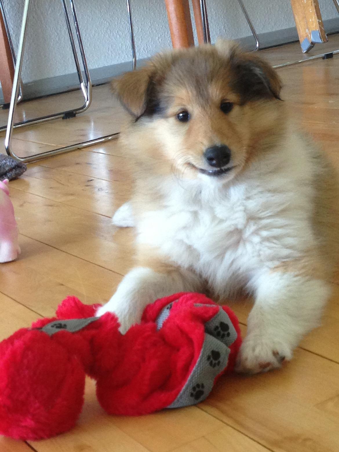 Collie langhåret Kahla billede 3