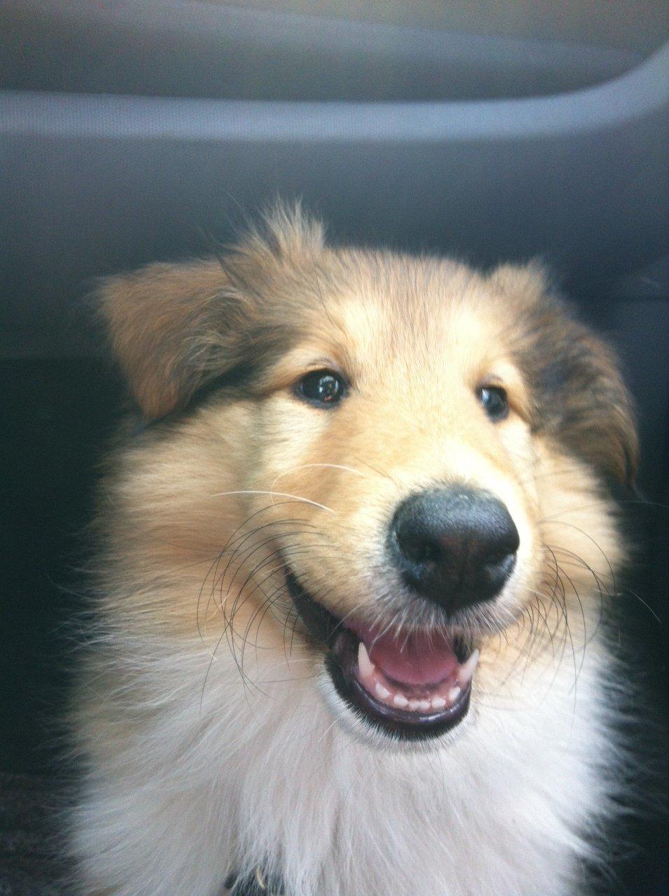 Collie langhåret Kahla billede 5