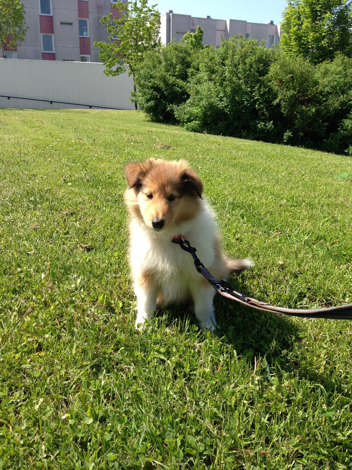 Collie langhåret Kahla billede 6