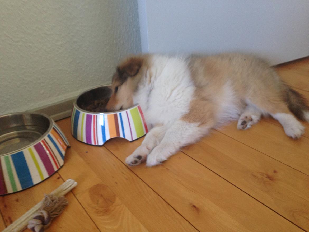 Collie langhåret Kahla billede 7