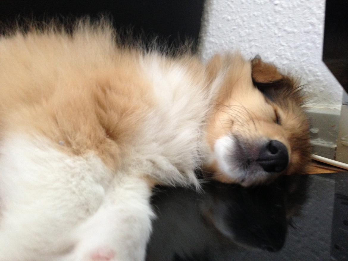 Collie langhåret Kahla billede 8