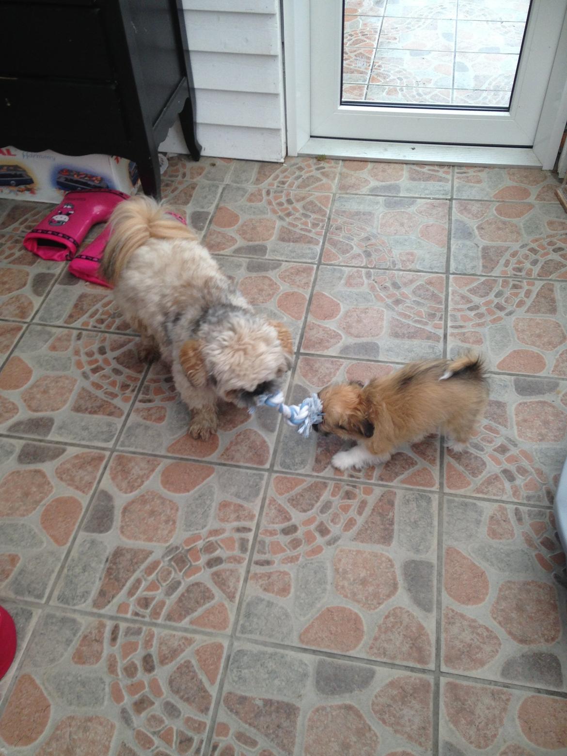 Blanding af racer Bella - 12-05-2013 billede 12