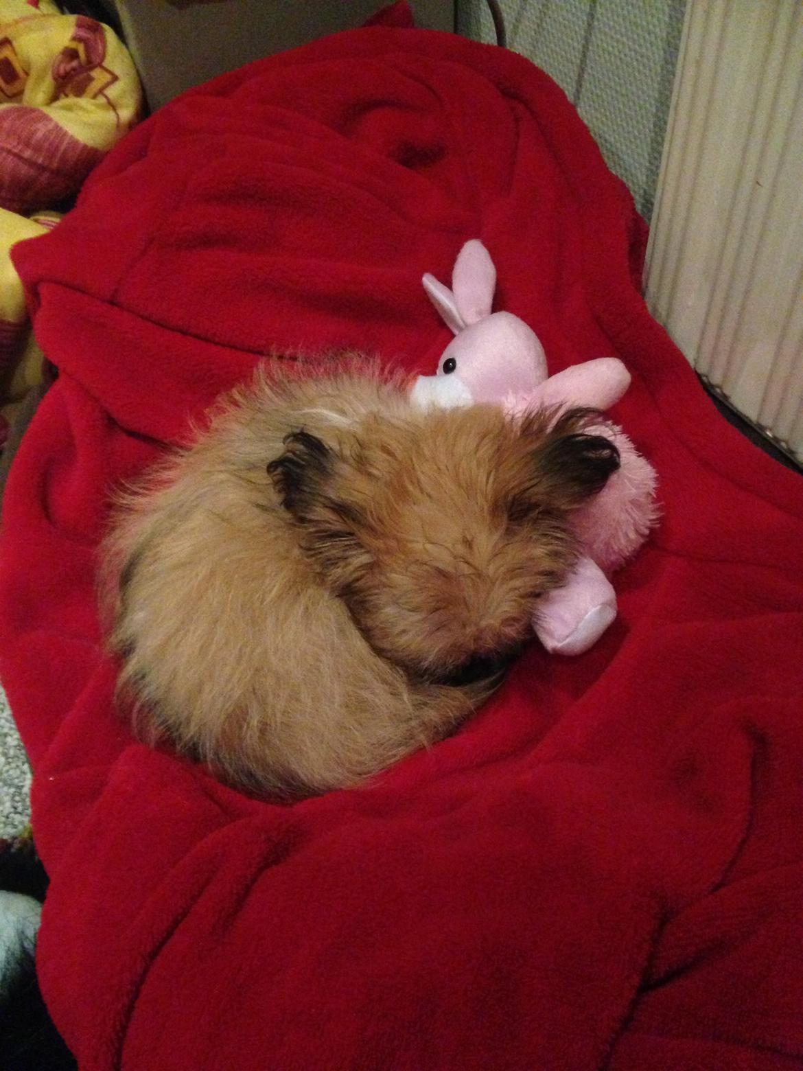 Blanding af racer Bella - 31-05-2013 billede 16