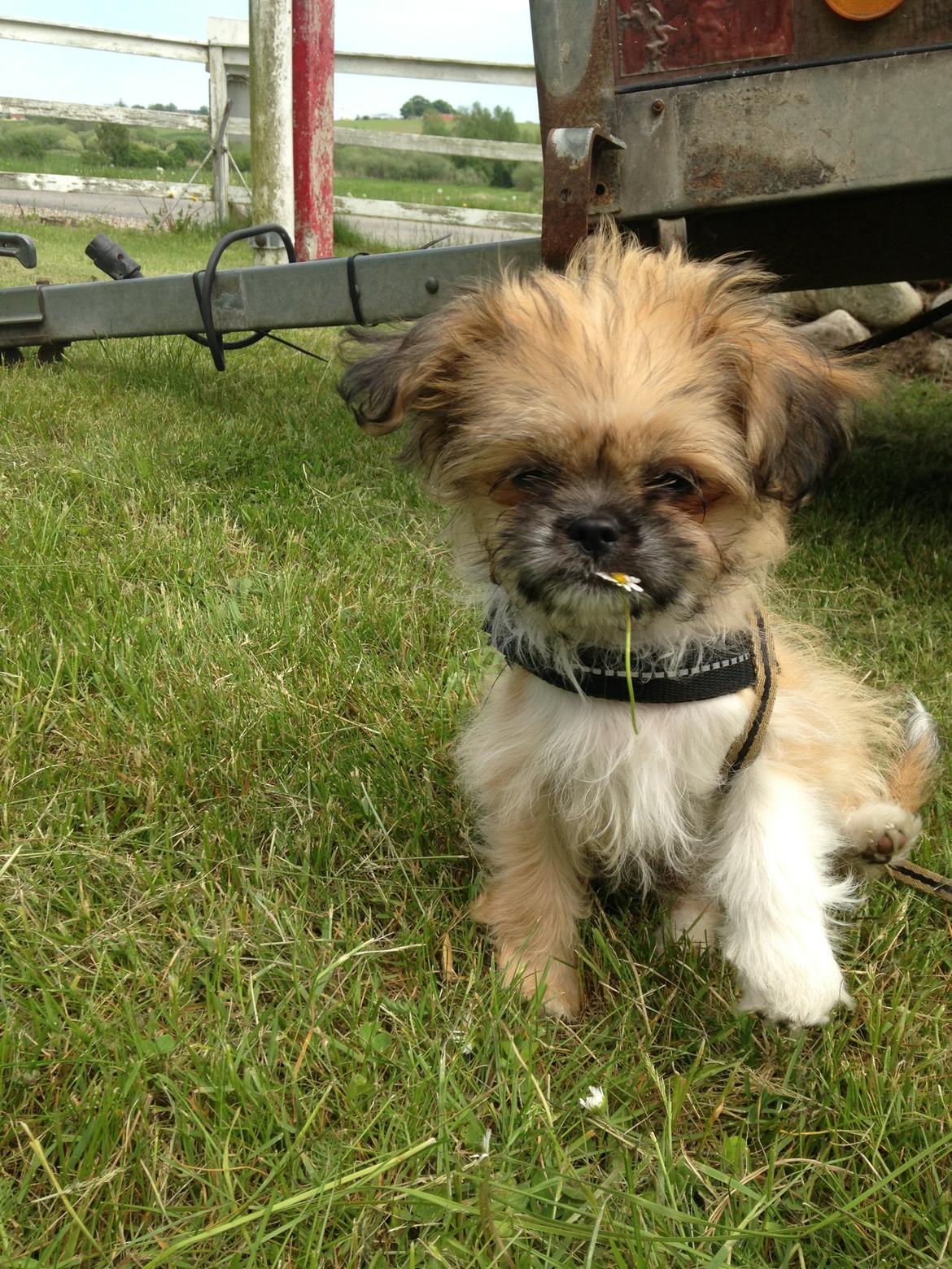 Blanding af racer Bella - 30-05-2013 billede 15