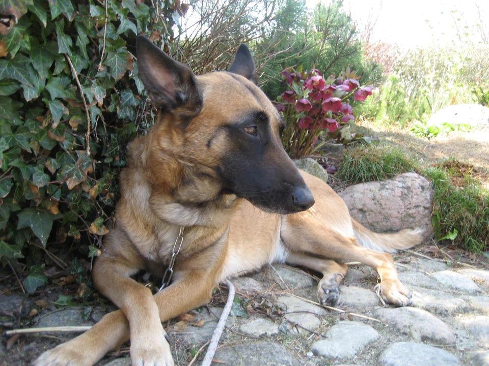 Malinois Coco billede 7