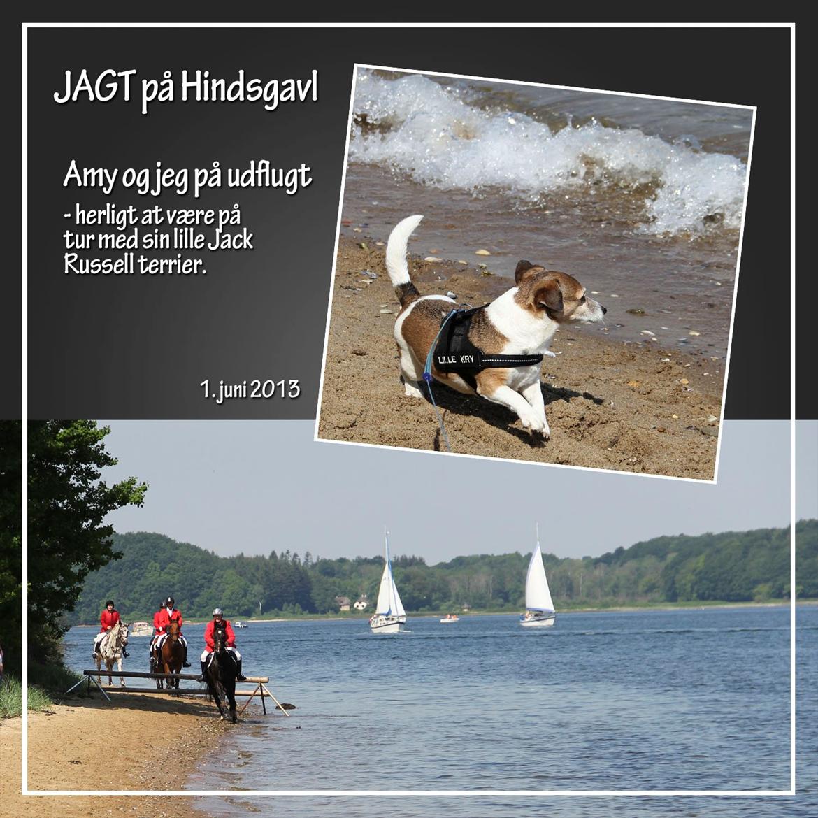 Jack russell terrier Amy billede 6