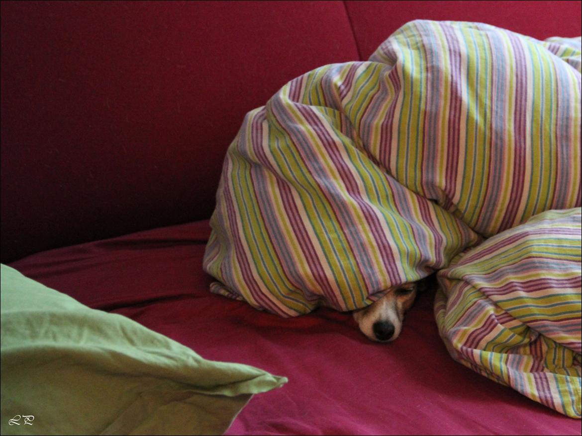 Jack russell terrier Amy billede 21