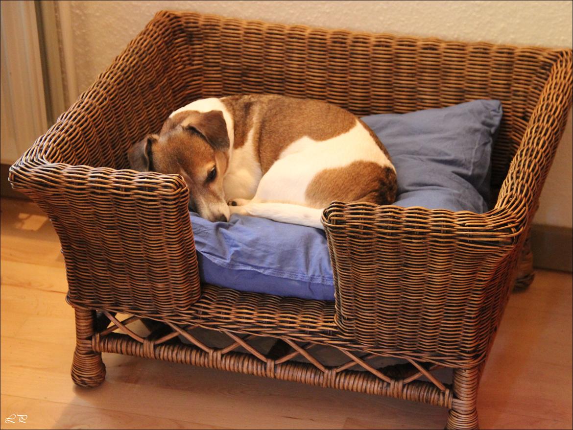 Jack russell terrier Amy billede 22