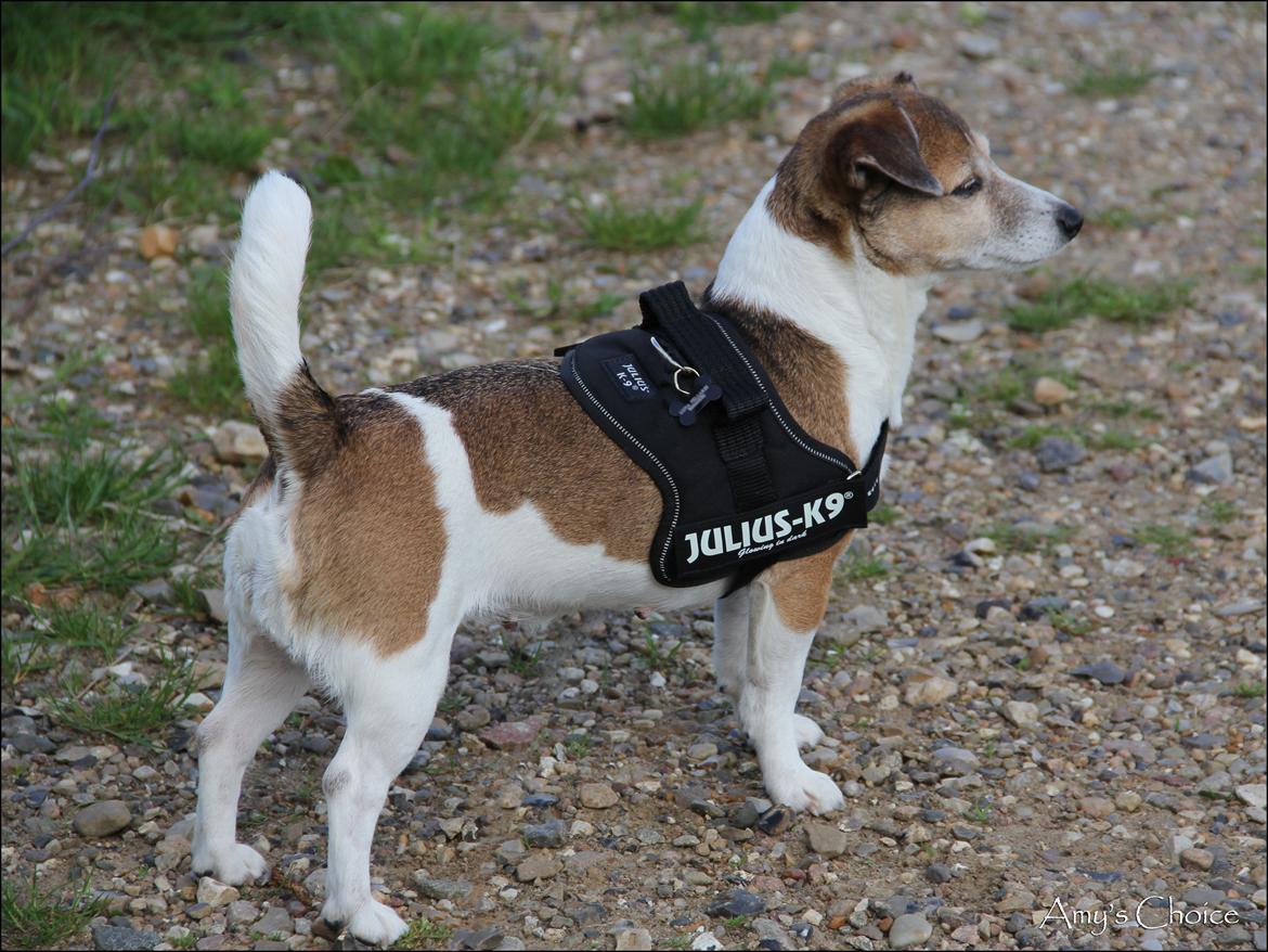 Jack russell terrier Amy billede 23