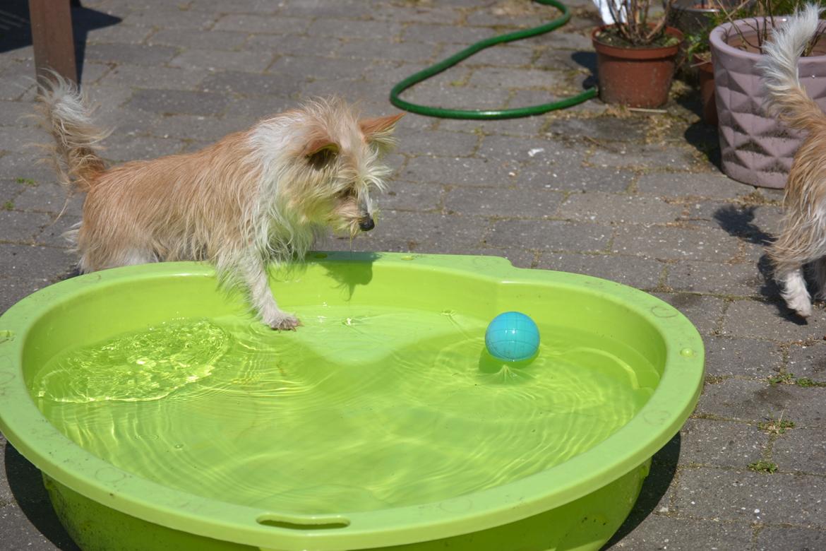 Podengo portugues pequeno Benzina Do Vale Negro Aka. Zina billede 3