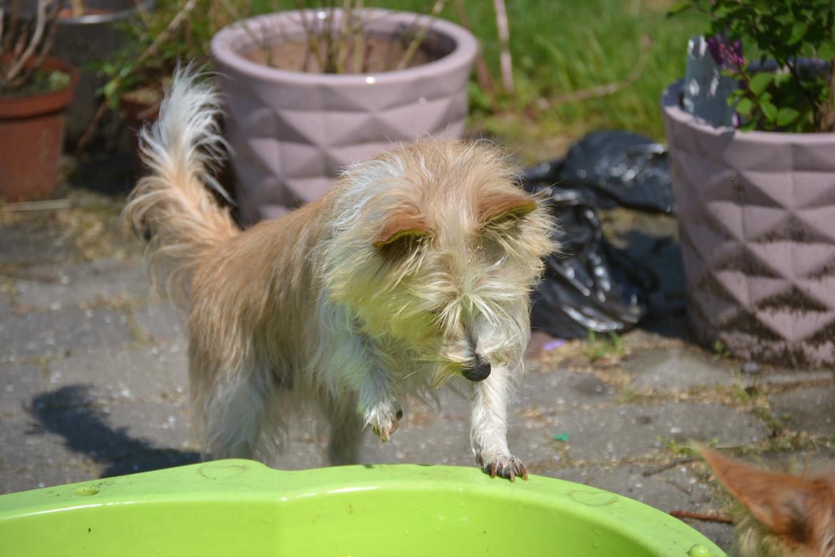 Podengo portugues pequeno Benzina Do Vale Negro Aka. Zina billede 4