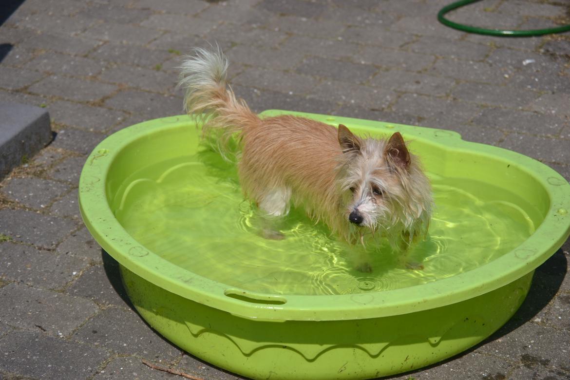 Podengo portugues pequeno Benzina Do Vale Negro Aka. Zina billede 5