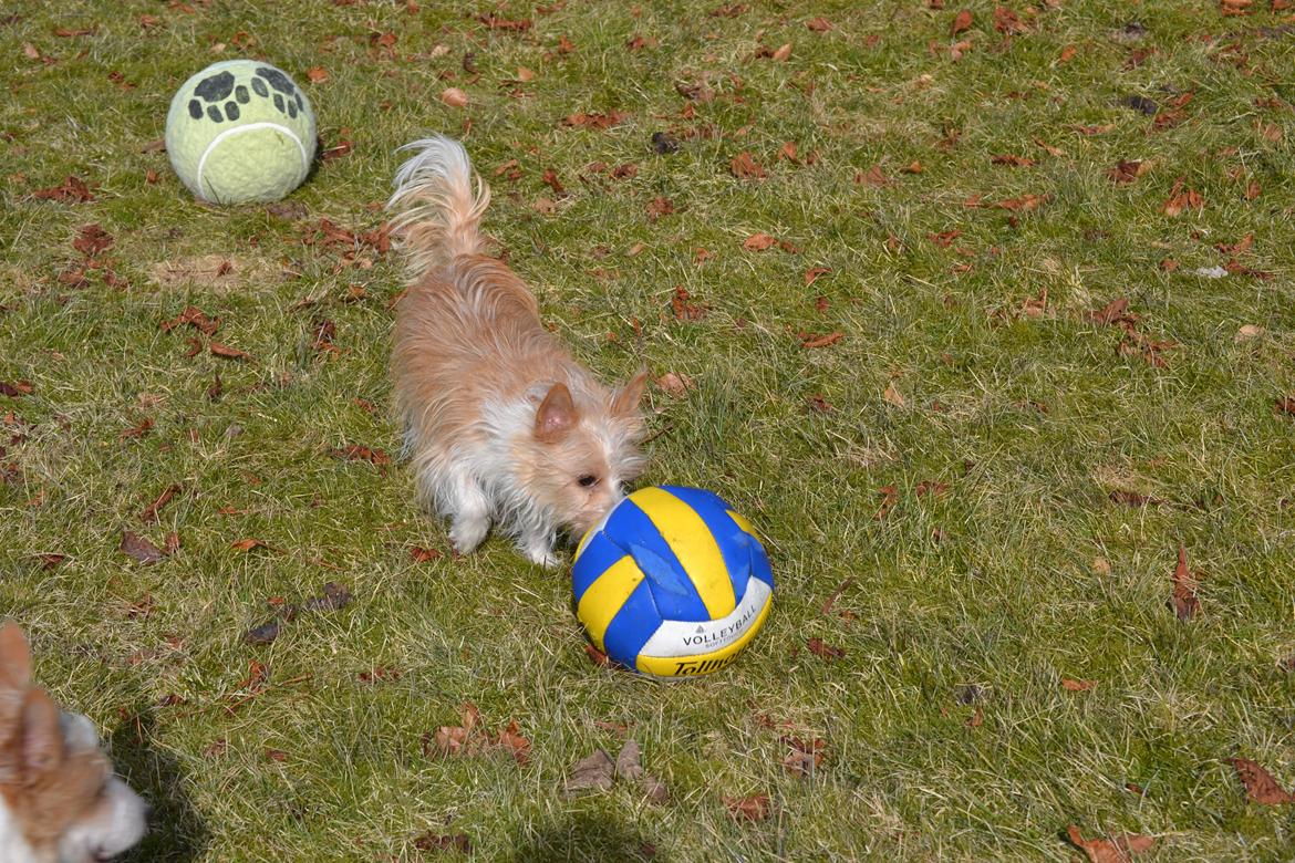 Podengo portugues pequeno Benzina Do Vale Negro Aka. Zina billede 6