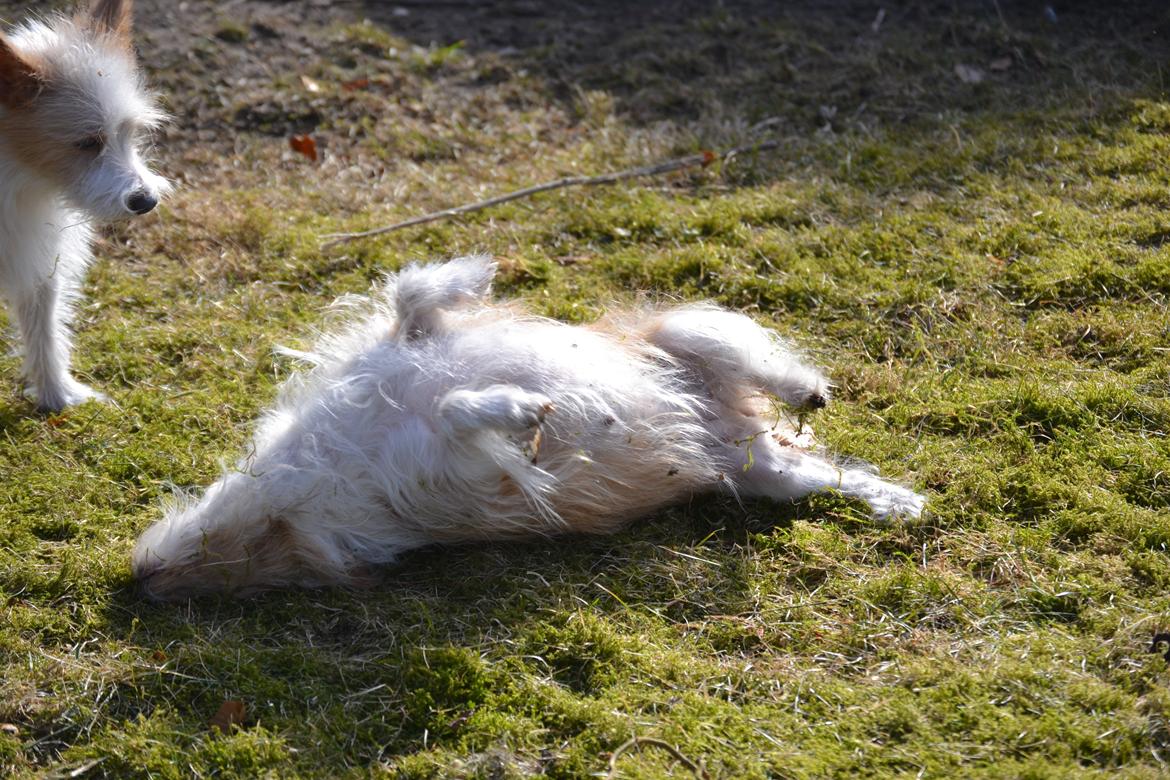 Podengo portugues pequeno Benzina Do Vale Negro Aka. Zina billede 7