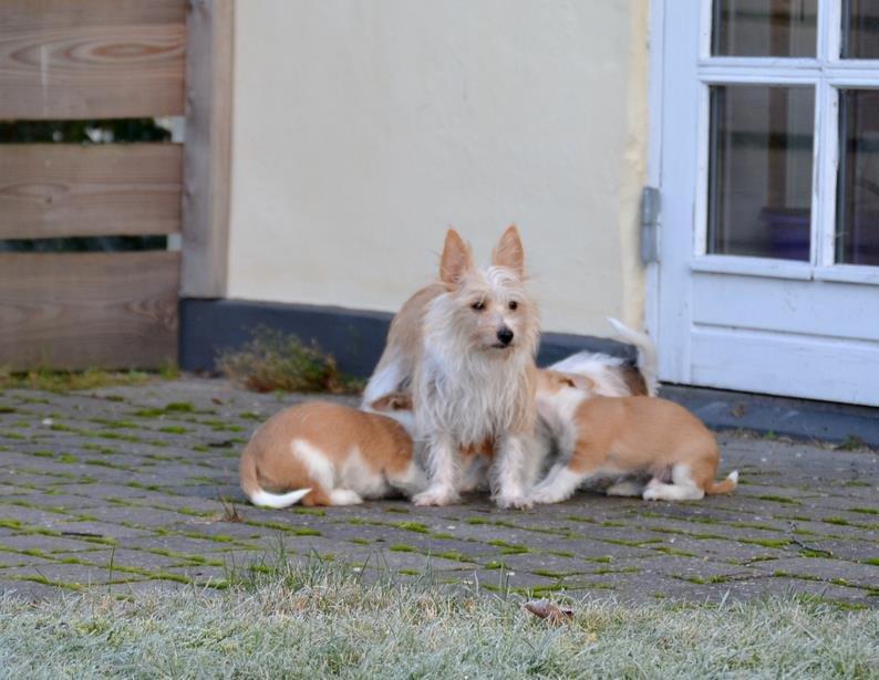 Podengo portugues pequeno Benzina Do Vale Negro Aka. Zina - Zina med hvalpene billede 8