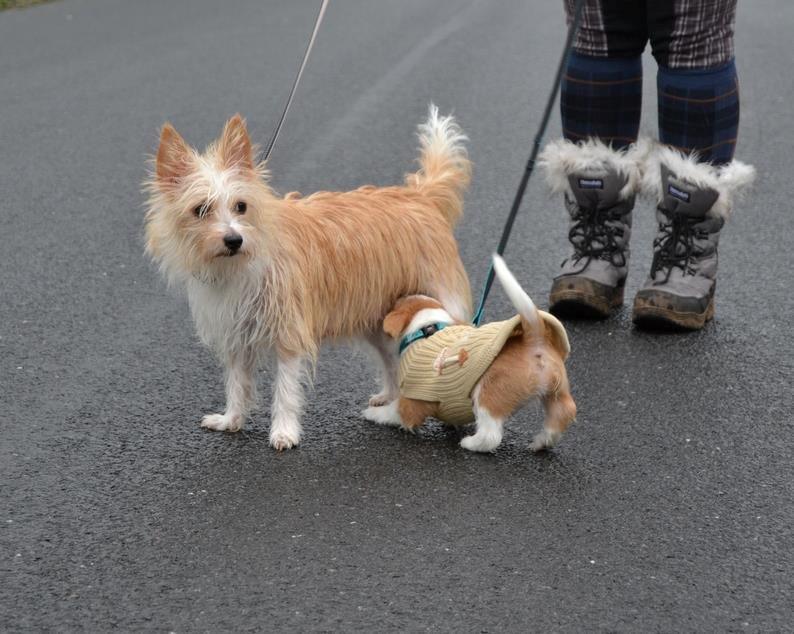 Podengo portugues pequeno Benzina Do Vale Negro Aka. Zina - Mor og søn billede 9