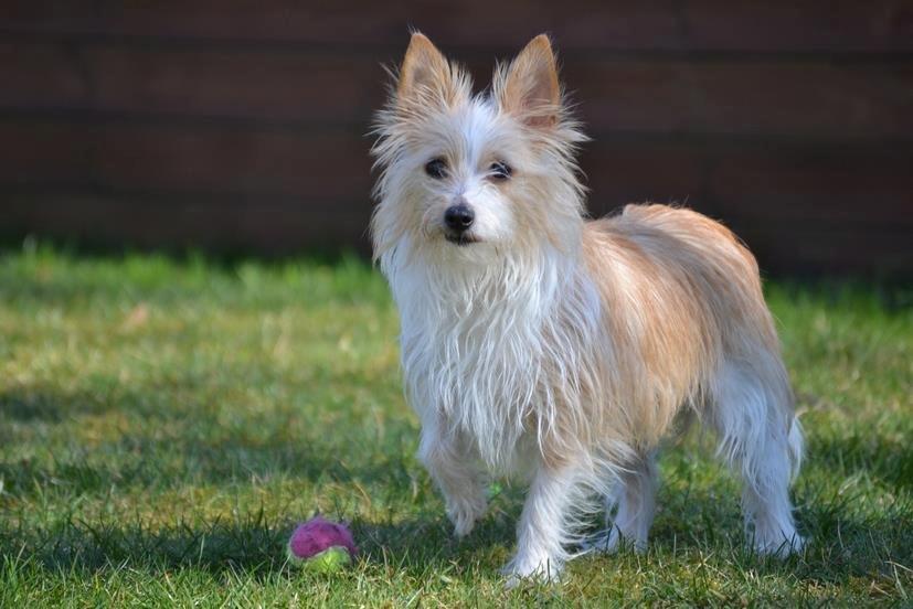 Podengo portugues pequeno Benzina Do Vale Negro Aka. Zina billede 10