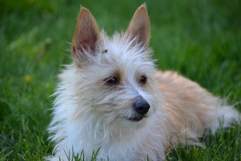 Podengo portugues pequeno Benzina Do Vale Negro Aka. Zina billede 11