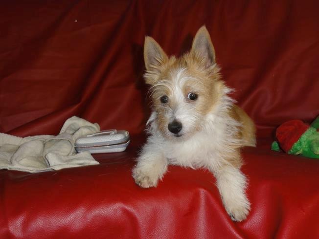 Podengo portugues pequeno Benzina Do Vale Negro Aka. Zina billede 1