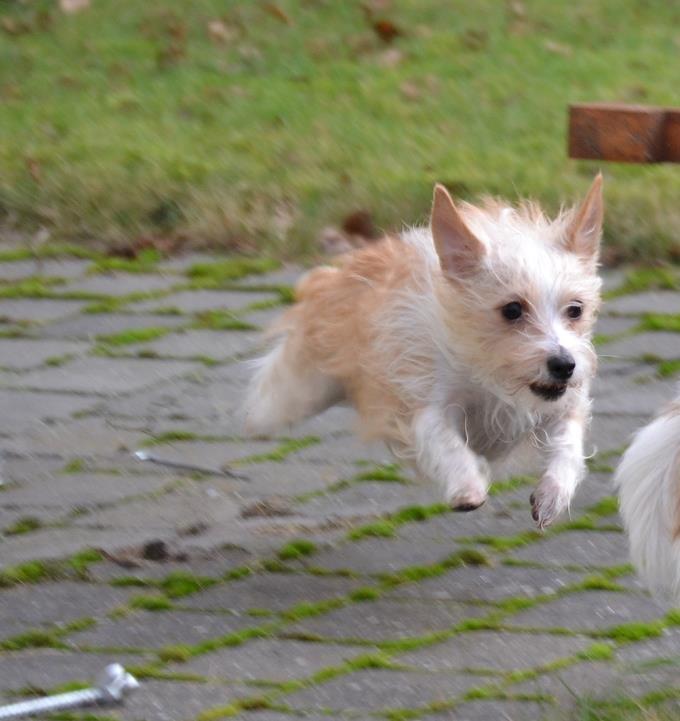 Podengo portugues pequeno Benzina Do Vale Negro Aka. Zina billede 12