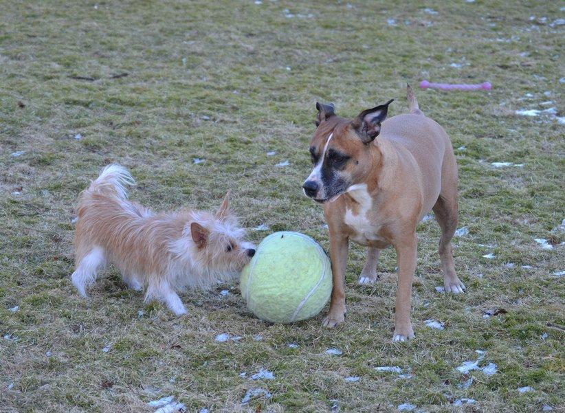 Podengo portugues pequeno Benzina Do Vale Negro Aka. Zina billede 13