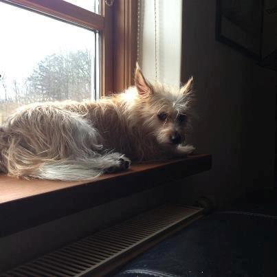 Podengo portugues pequeno Benzina Do Vale Negro Aka. Zina billede 14