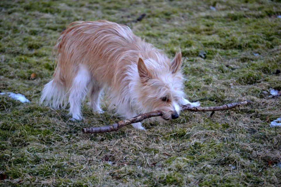 Podengo portugues pequeno Benzina Do Vale Negro Aka. Zina billede 15