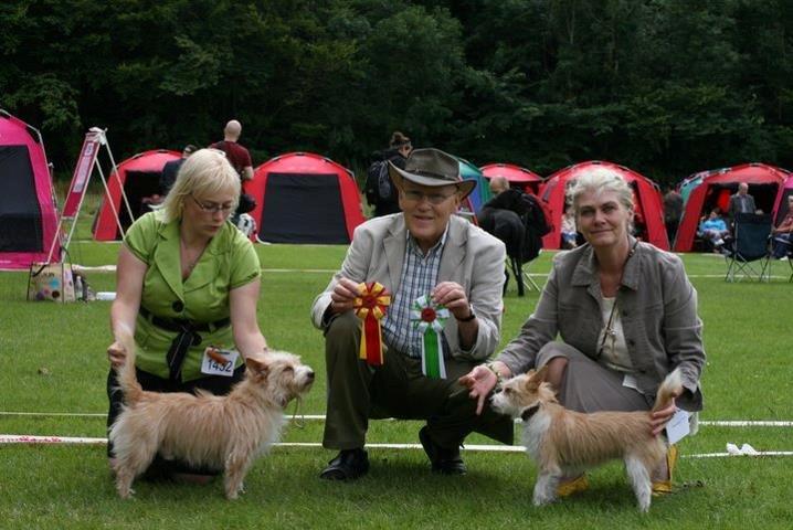 Podengo portugues pequeno Benzina Do Vale Negro Aka. Zina - Min dejlige og savnet mor, på en af Zina´s første udstillinger billede 2