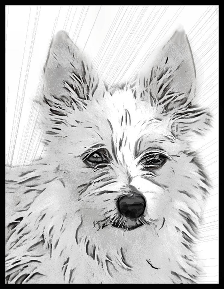 Podengo portugues pequeno Benzina Do Vale Negro Aka. Zina billede 16