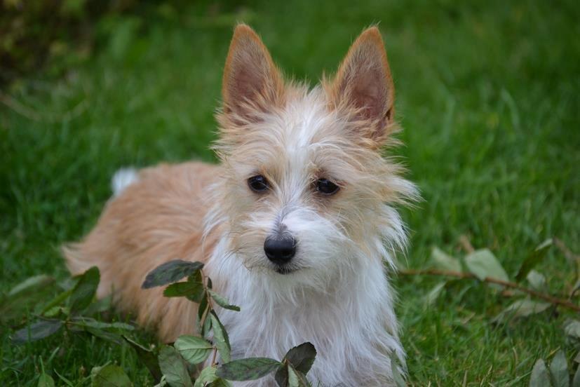 Podengo portugues pequeno Benzina Do Vale Negro Aka. Zina billede 17