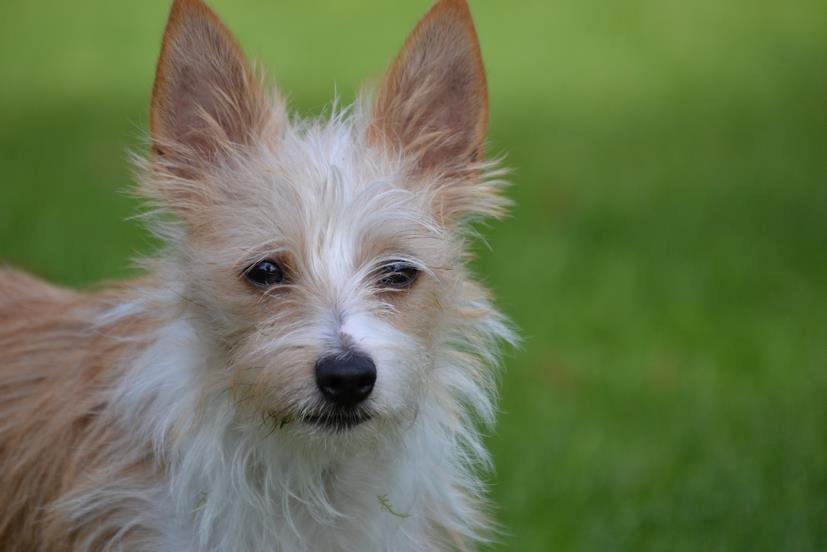 Podengo portugues pequeno Benzina Do Vale Negro Aka. Zina billede 18