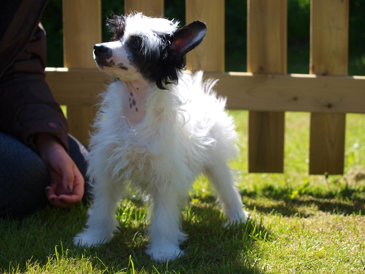 Chinese crested powder puff Solino´s designed by destiny "Milo" <3 billede 14