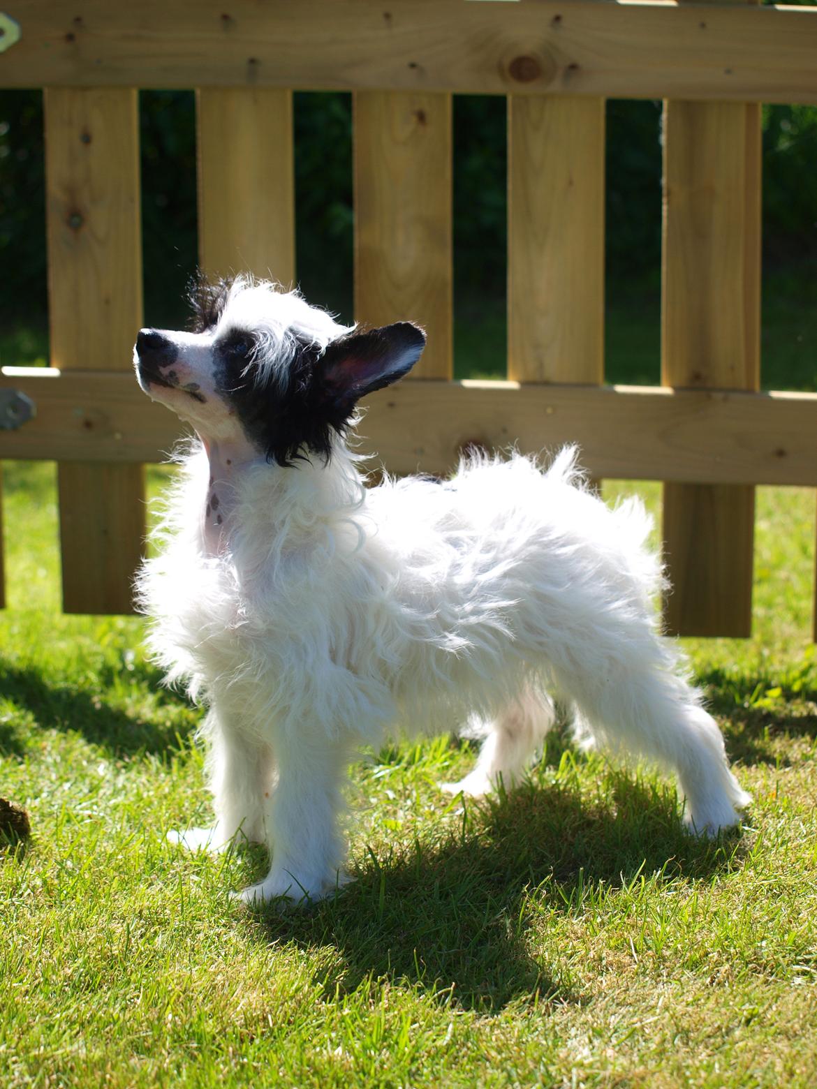 Chinese crested powder puff Solino´s designed by destiny "Milo" <3 billede 15