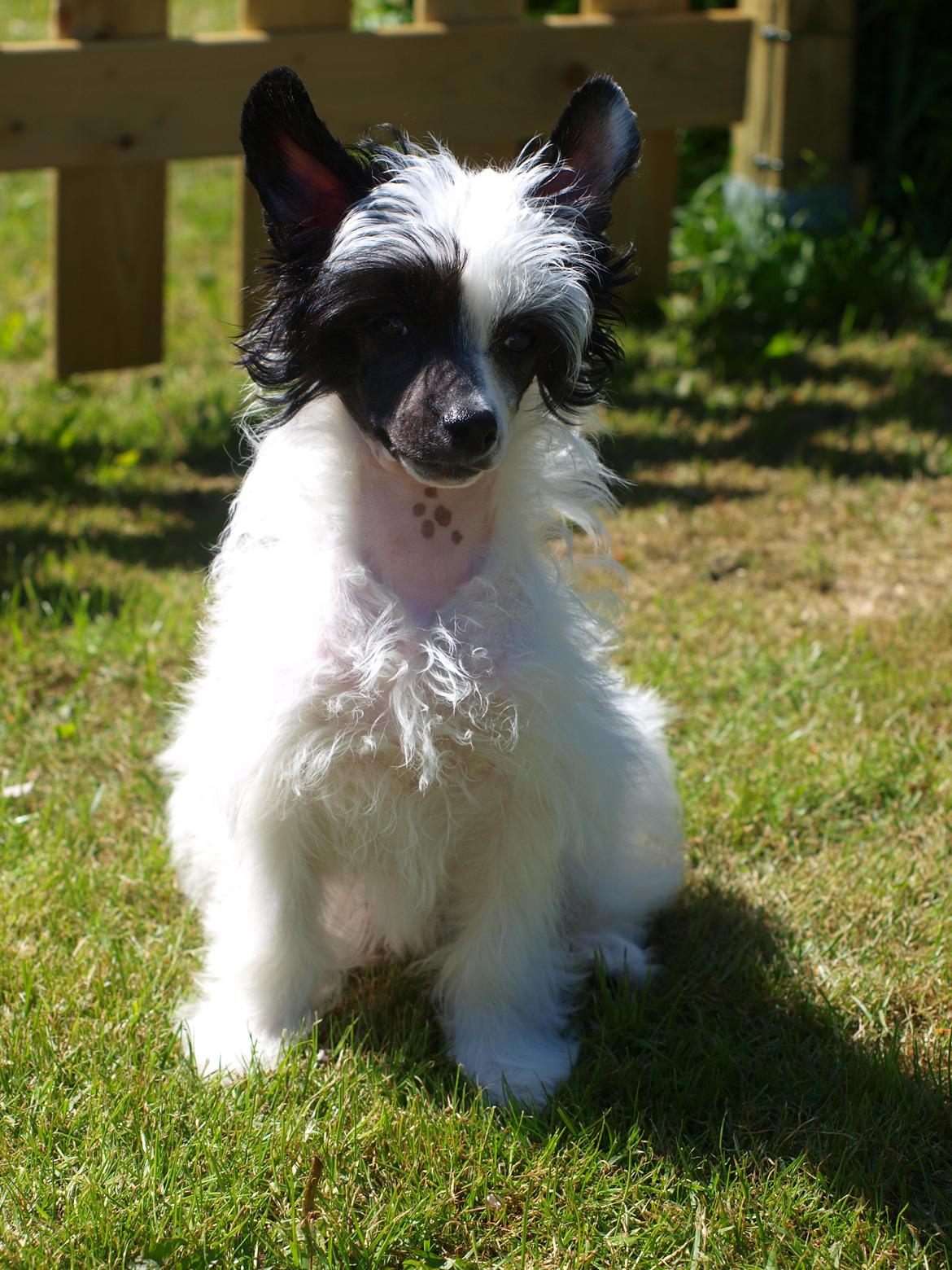 Chinese crested powder puff Solino´s designed by destiny "Milo" <3 billede 16