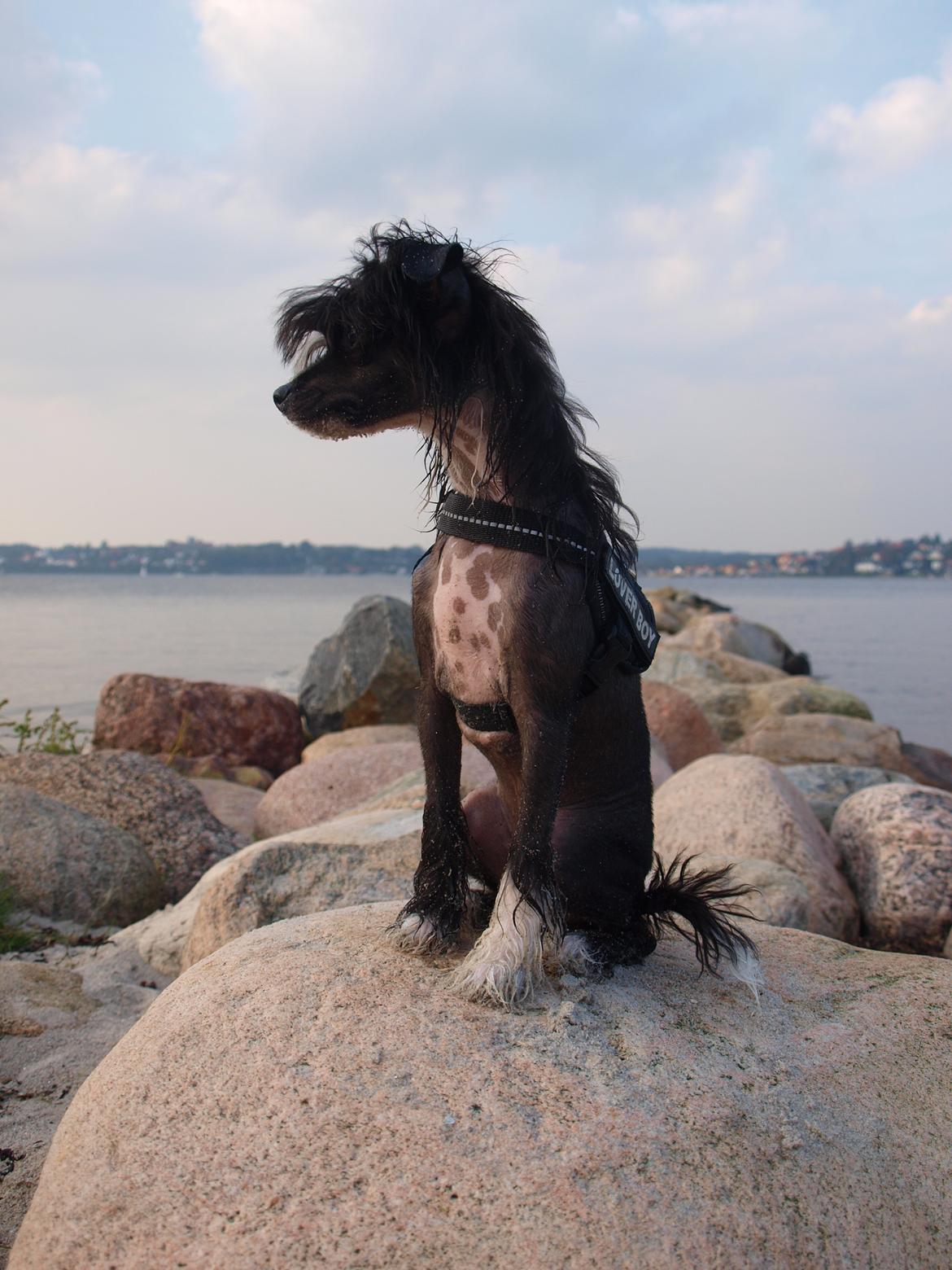 Chinese crested hårløs Misella´s Rex <3 billede 20