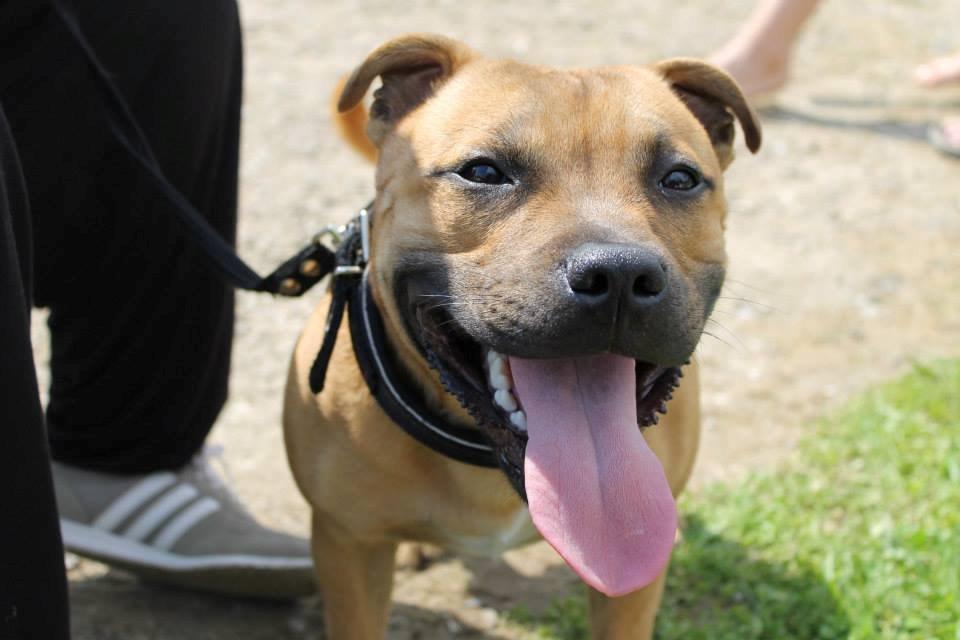 Staffordshire bull terrier KBHV2015 Wenk Staff' s King In A Corner aka Elo billede 30